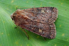 Asthena melanosticta - Braune Spätsommer-Bodeneule